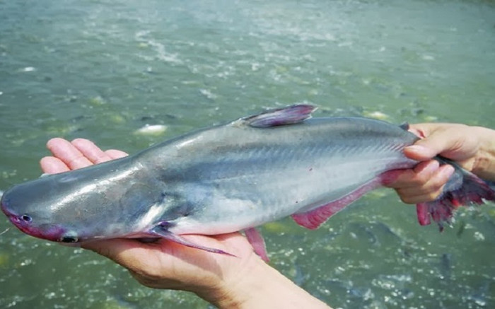 Loại cá xưa ít người biết, giờ thành đặc sản được ưa chuộng vì ngon và bổ, 300.000 đồng/kg Ảnh 2