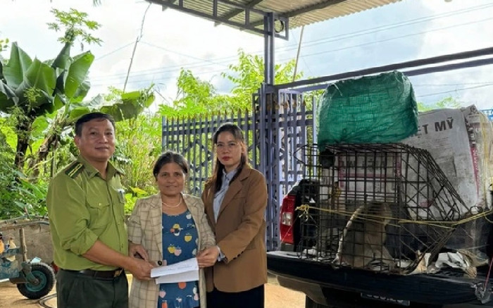 Hai cá thể động vật quý hiếm vào vườn phá phách, người dân bắt giao nộp kiểm lâm Ảnh 2