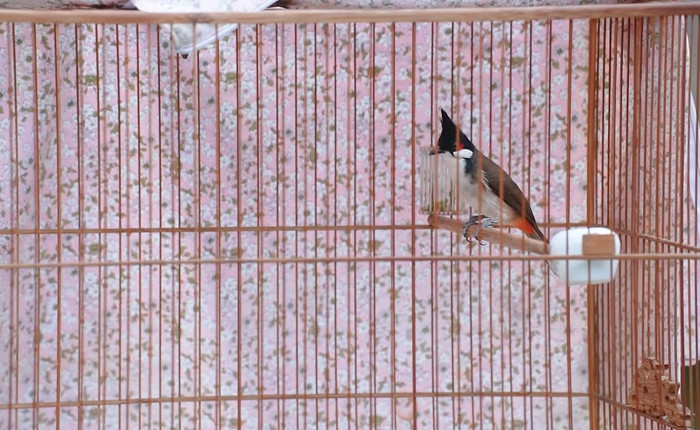 Nhiều chú chim được trả giá hơn 1 tỉ nhưng cô gái trẻ không bán.