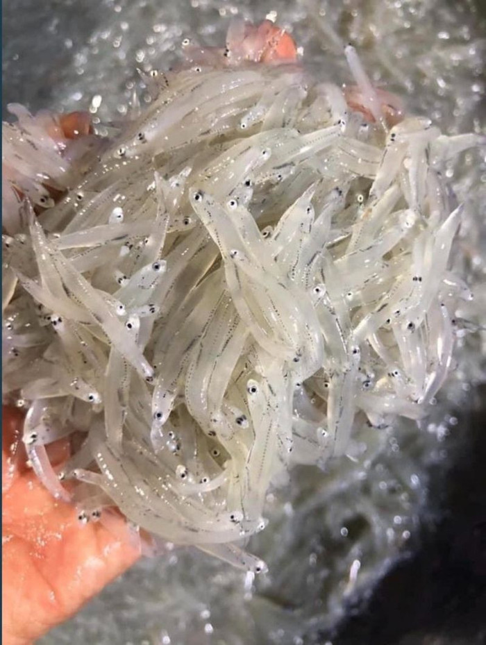 Cá mờm là loại cá nhỏ đặc sản trứ danh vùng sông Đà.