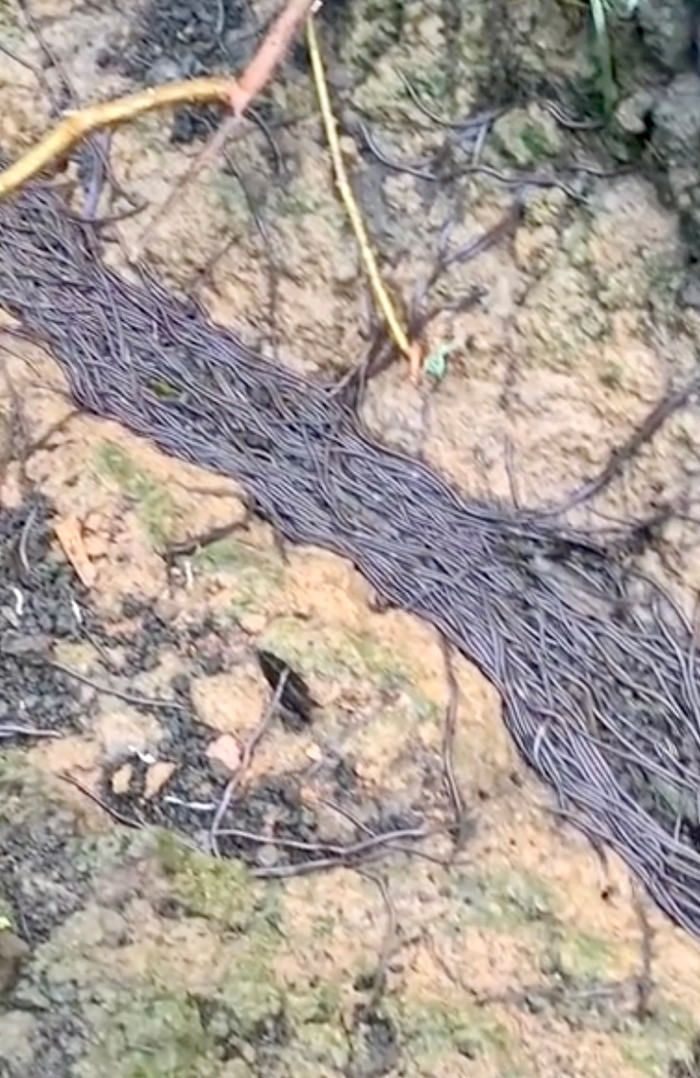 Khung cảnh đáng sợ khiến người đi rừng rùng mình.