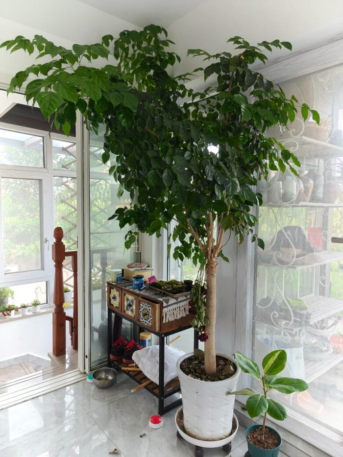 Cây hạnh phúc là một loại cây phong thủy được ưa chuộng vì mang lại hạnh phúc và may mắn cho gia chủ.