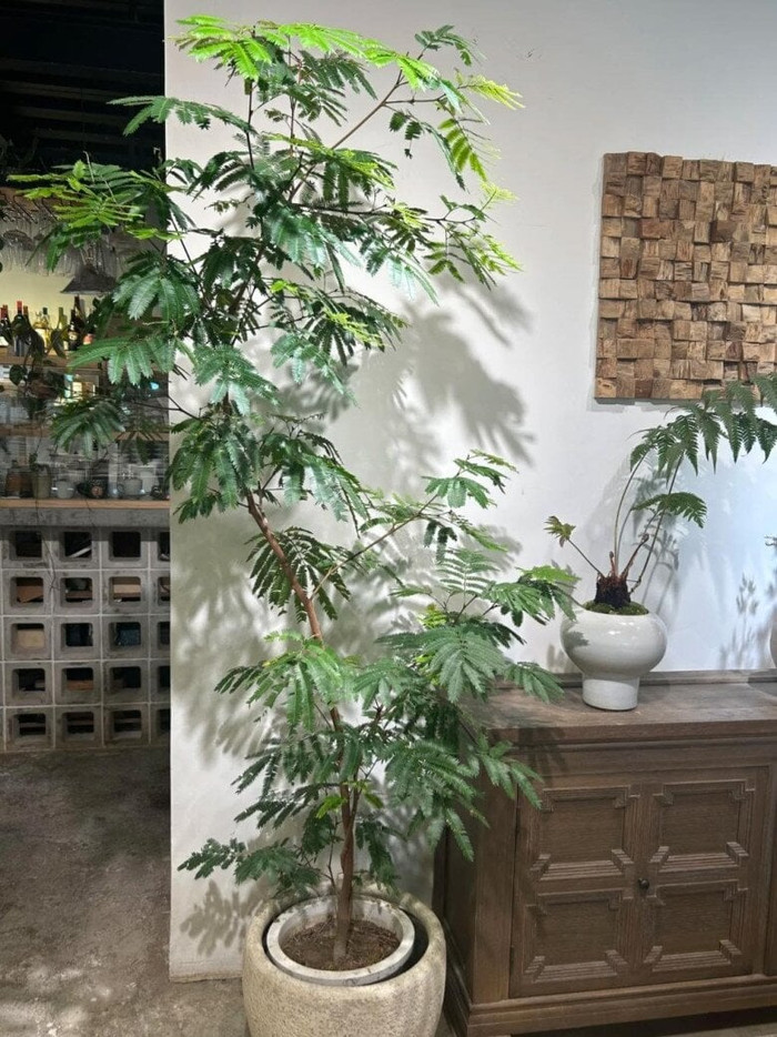 Cây điệp tai bèo mới lạ nhưng rất được ưa chuộng vì ý nghĩa phong thủy cực tốt