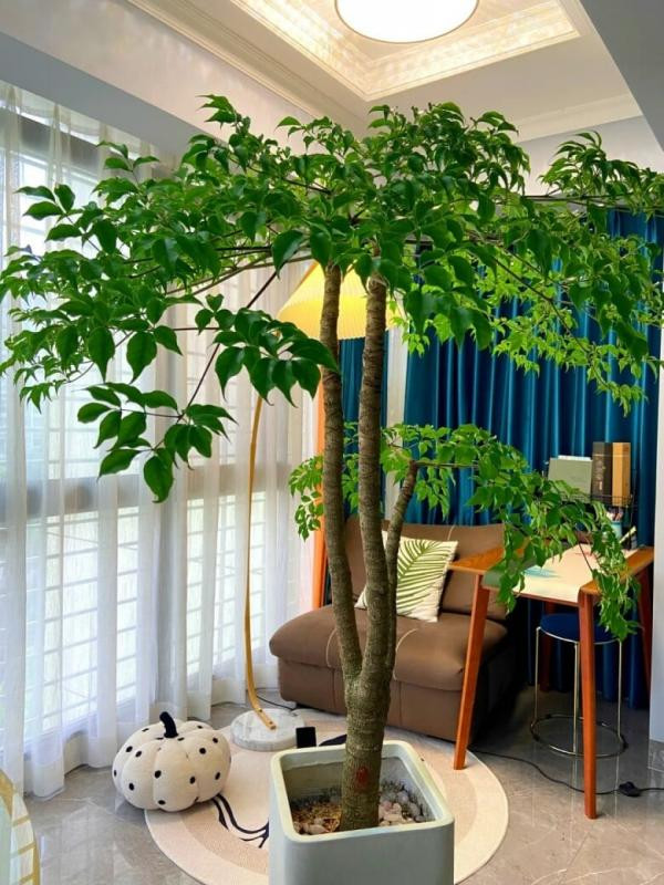 Cây hạnh phúc sở hữu cái tên ai nghe cũng muốn trồng.