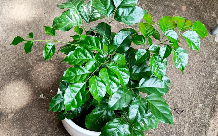 Trong nhà có 3 cây này như Thần tài sống, gia chủ 10 người hết 9 người giàu, chỉ 200.000 đồng/cây Ảnh 2