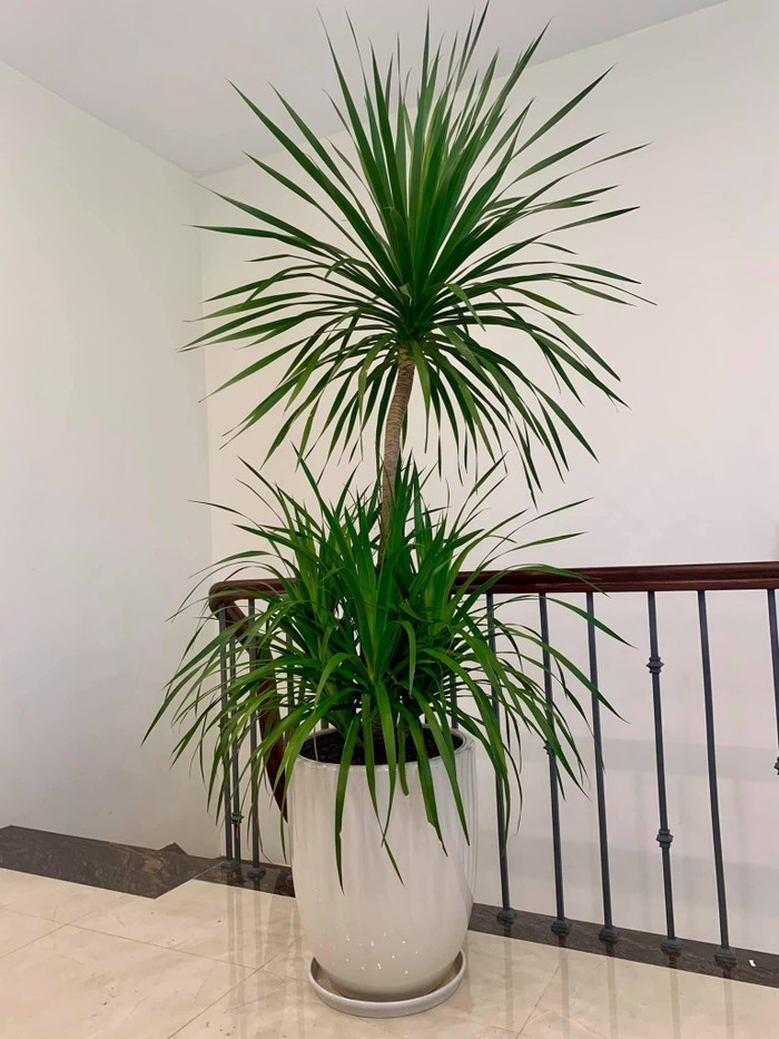 Cây phát tài núi với dáng hình mạnh mẽ nhưng cũng trang nhã rất được ưa chuộng làm cảnh.