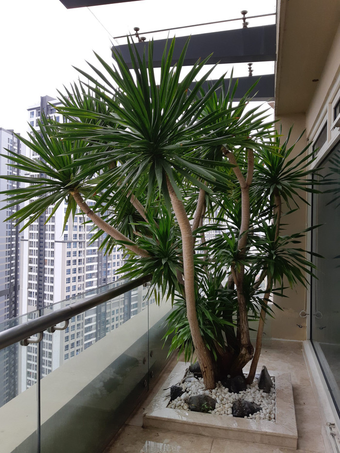 Cây phát tài núi được cho là Thần tài sống trong phong thủy.