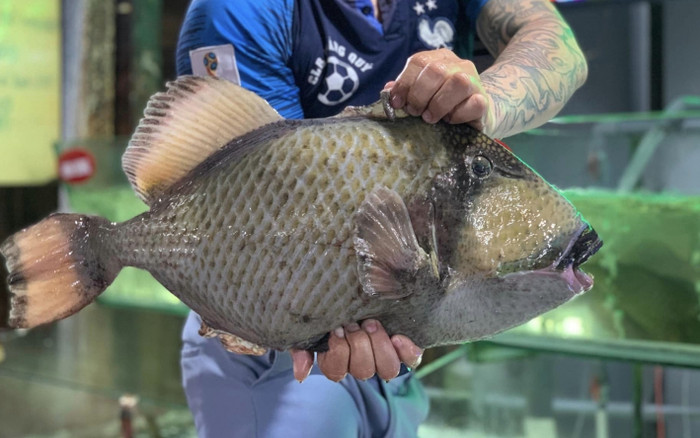 Loại cá tên lạ xưa không ai biết giờ thành đặc sản quý hơn vàng, 500.000 đồng/kg Ảnh 2