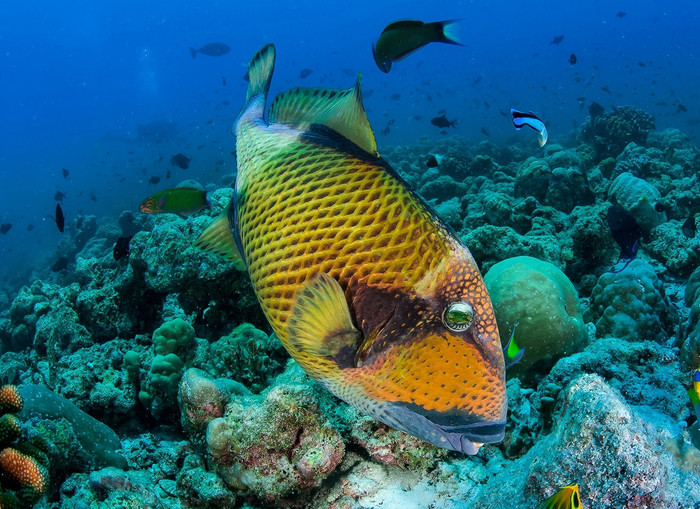 Cá bò giáp là loài có tên lạ những với hương vị thơm ngon, chúng trở thành đặc sản.