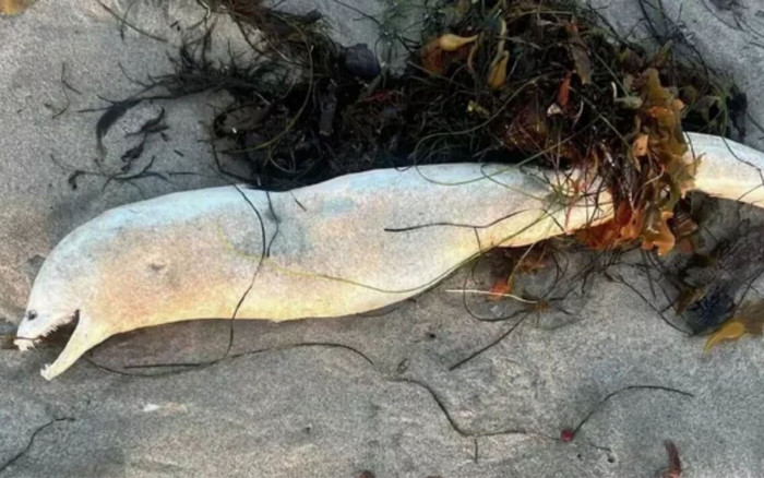 Sinh vật kỳ lạ xuất hiện trên bãi biển, hình thù khiến nhiều người 'rùng mình' Ảnh 2