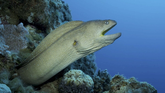 Sinh vật kỳ lạ xuất hiện trên bãi biển, hình thù khiến nhiều người 'rùng mình' Ảnh 2