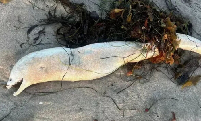Sinh vật kỳ lạ xuất hiện trên bãi biển, hình thù khiến nhiều người 'rùng mình' Ảnh 1