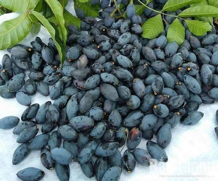 Chị em nội trợ đổ xô đi tìm đặc sản này mỗi khi vào mùa.