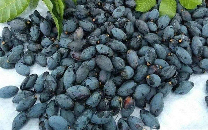 Loại quả xưa chín rụng không ai nhặt, giờ thành đặc sản được chị em đổ xô đi tìm, 140.000 đồng/kg Ảnh 2