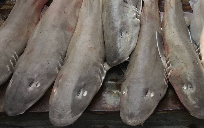 Loại cá độc lạ trở thành đặc sản được giới sành ăn ưa chuộng nhưng đắt đỏ, 270.000 đồng/kg Ảnh 2