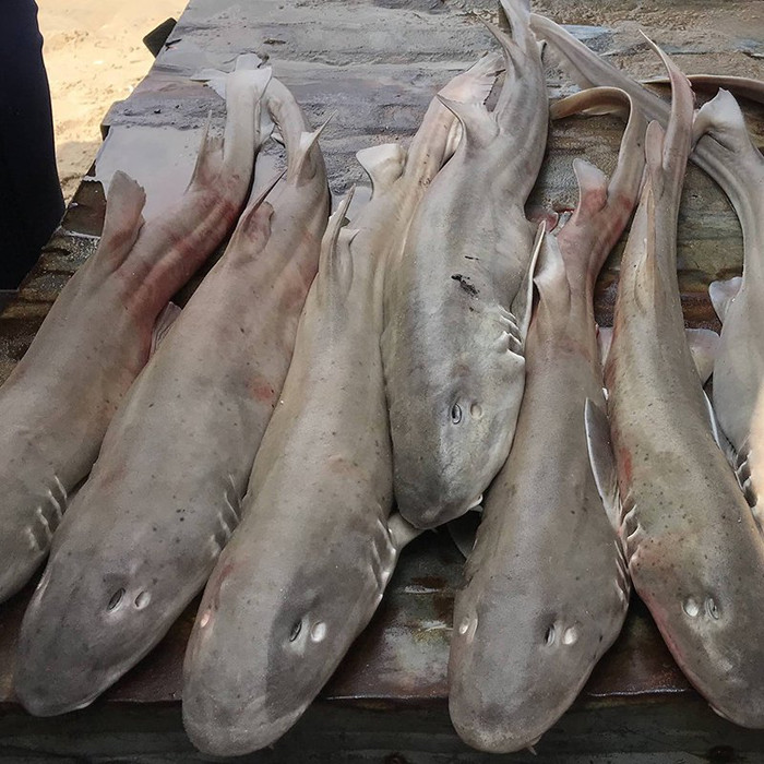 Cá chèo bẻo có nhiều ở vùng biển miền Trung.