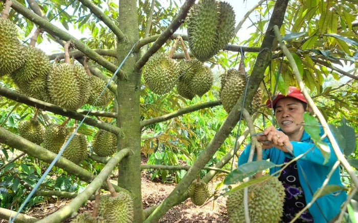 Người dân tại thủ phủ sầu riêng Đắk Lắk thành tỷ phú, sắm hàng nghìn ô tô sau 2 mùa vụ Ảnh 2