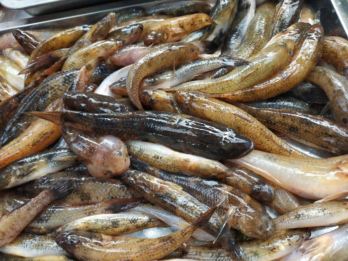 Đặc sản cá bống cát có nhiều ở sông Đà, sông Trà.