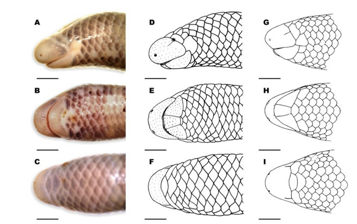 Lớp vảy ở đầu của thằn lằn mù Ninh Thuận.