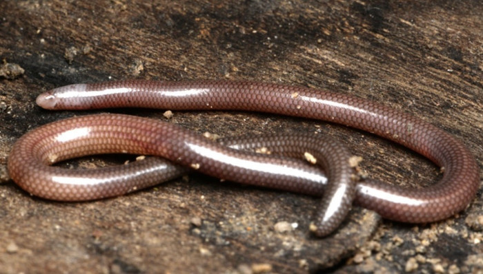 Loài thằn lằn không chân, không mắt xuất hiện tại Ninh Thuận gây chú ý.