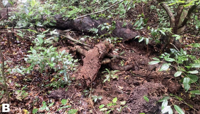 Thằn lằn mù sinh sống ở những khúc gỗ mục nát.