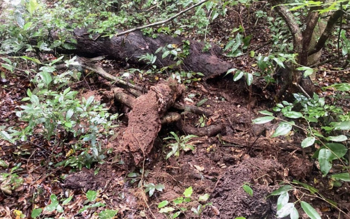 Loài vật không mắt quý hiếm bậc nhất thế giới được tìm thấy ở Việt Nam Ảnh 2