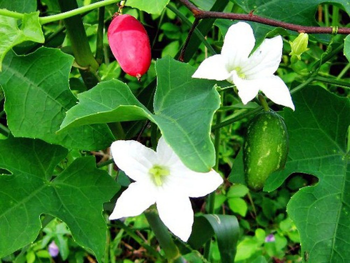 Dây bình bát mọc dại ở bờ rào.