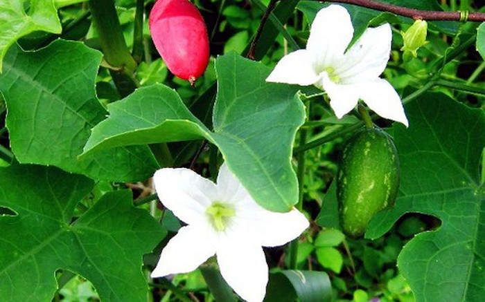 Loại cây xưa mọc bờ rào giờ thành đặc sản hiếm, không phải ai muốn thưởng thức cũng được Ảnh 2