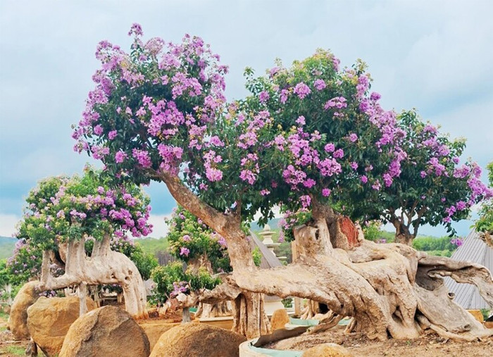Bonsai bằng lăng dáng thế vừa đẹp vừa phong thủy.