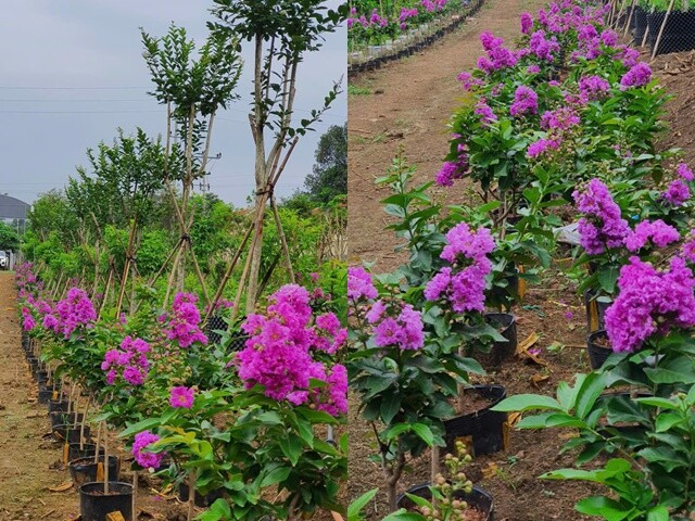 Cây trồng từ khi còn bé, sau đó sẽ được uốn nắn và tạo dáng thế.