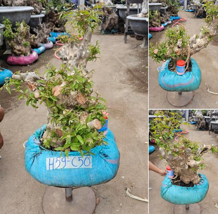 Hiện tại loại cây này được rao bán nhiều.