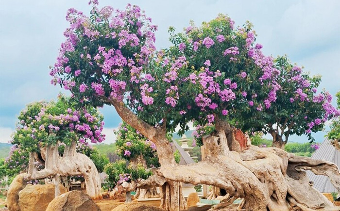 Cây dại nở hoa đẹp mắt 'lên chậu' thành bonsai, vừa độc lạ vừa phong thủy Ảnh 2