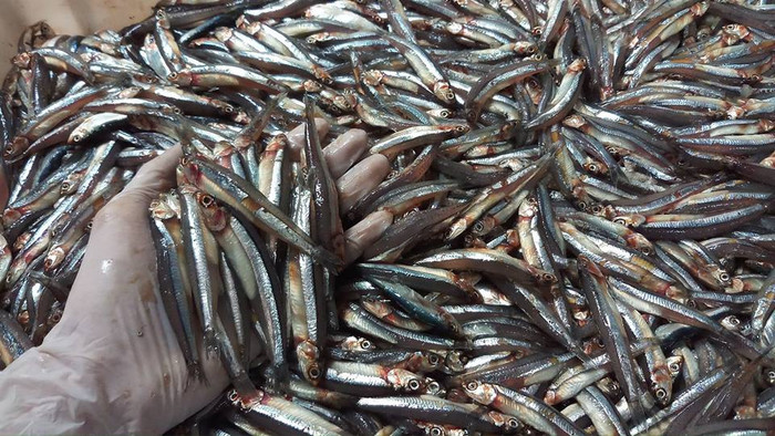 Đặc sản cá cơm than khô.