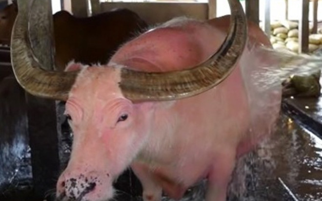 Người đàn ông sở hữu con trâu màu hồng độc lạ, có người hỏi mua 20 tỷ nhưng không bán Ảnh 2