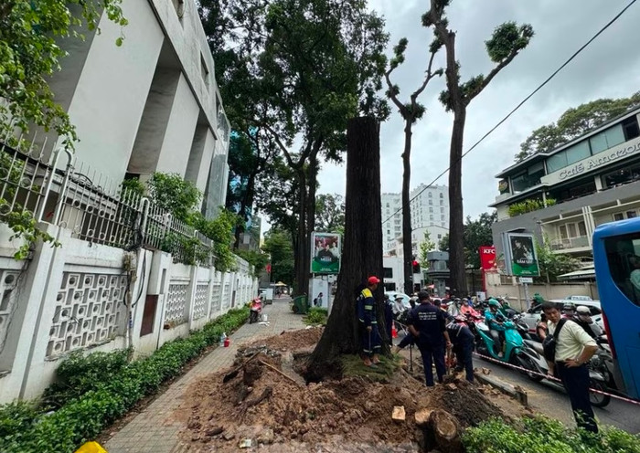 TP.HCM triển khai cắt gọn cành, tỉa cây xanh để không gây những hậu quả đáng tiếc.