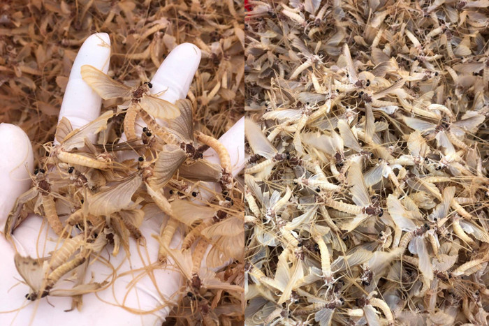 Đặc sản con vật vờ.
