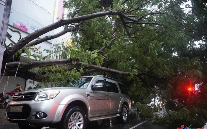 Bão Trà Mi sắp đổ bộ: Cây xanh đổ hàng loạt tại Đà Nẵng, sóng biển dâng cao biển Quảng Nam Ảnh 2