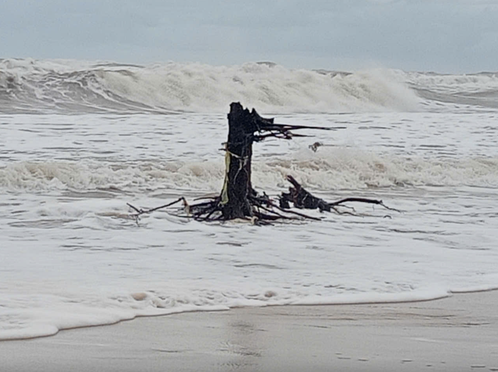 Gốc cây dương ven đường nội bộ sau bão Trà Mi. Ảnh: Báo Người Lao Động.