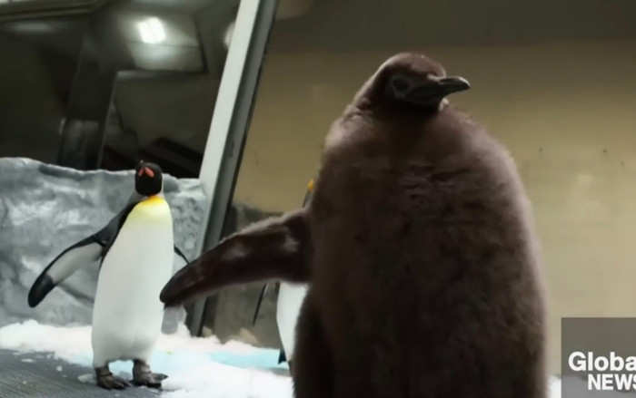 'Em bé' 9 tháng tuổi nặng 22kg gây sốt toàn cầu với 2 tỷ lượt xem Ảnh 2