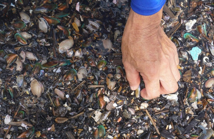 Nhiều người bắt được số lượng lớn vẹm xanh chỉ trong thời gian ngắn.