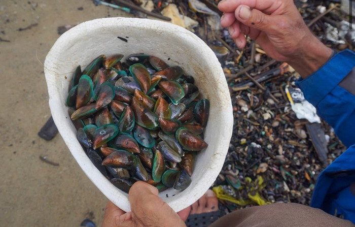 Chỉ trong thời gian ngắn, mỗi người có thể bắt được vài kg vẹm xanh.