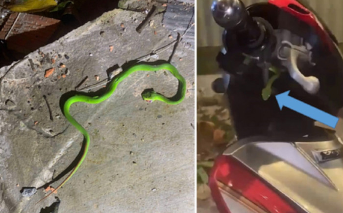 Rắn lục đuôi đỏ nấp trong xe máy bất ngờ tấn công, nam sinh lớp 10 nguy kịch Ảnh 2
