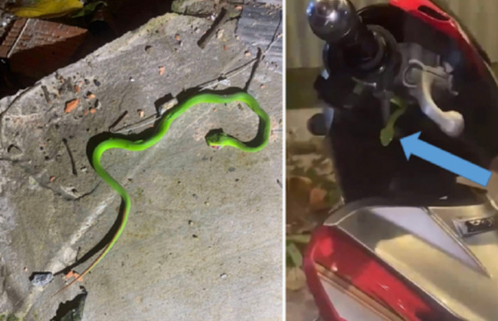 Bị rắn lục cắn vào tay khi kiểm tra xe máy khiến nam sinh nguy kịch.