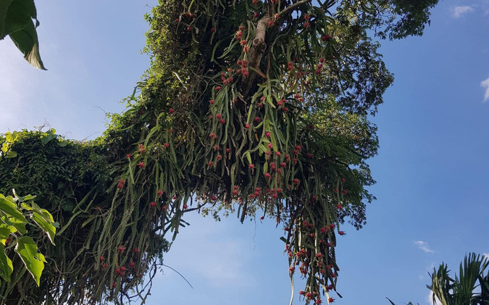 Độc lạ cây thanh long ở Đắk Lắk: Cao 20m, bất ngờ hơn khi biết tuổi cây Ảnh 2