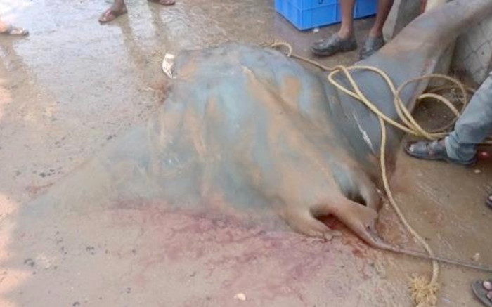 Ngư dân nghèo đổi đời nhờ bắt được cá khổng lồ 800kg trị giá hơn 600 triệu đồng Ảnh 2