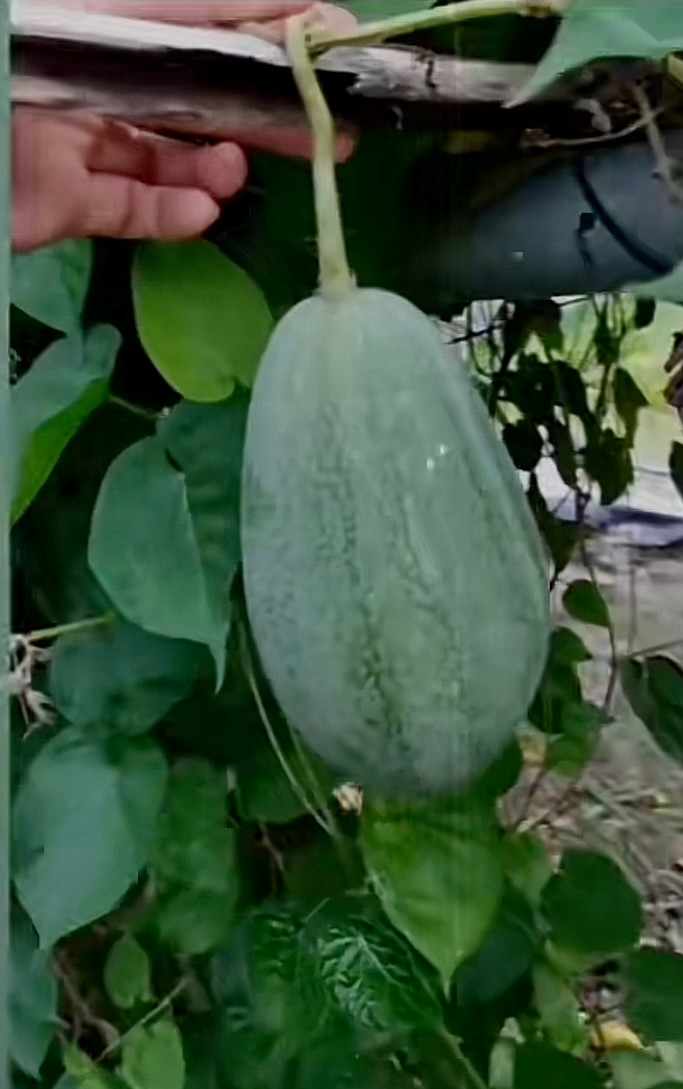 Dây dưa hấu duy nhất 1 trái của cô gái gieo trồng sau 3 tháng.