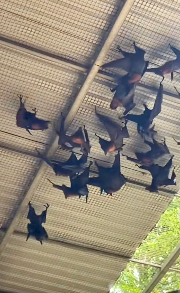 Cảnh tượng đáng sợ của con vật.