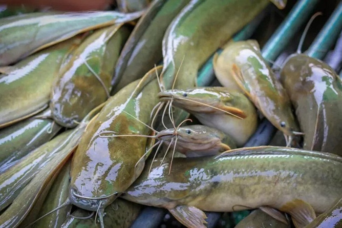 Cá chê đen có nhiều ở các vùng quê Việt Nam.