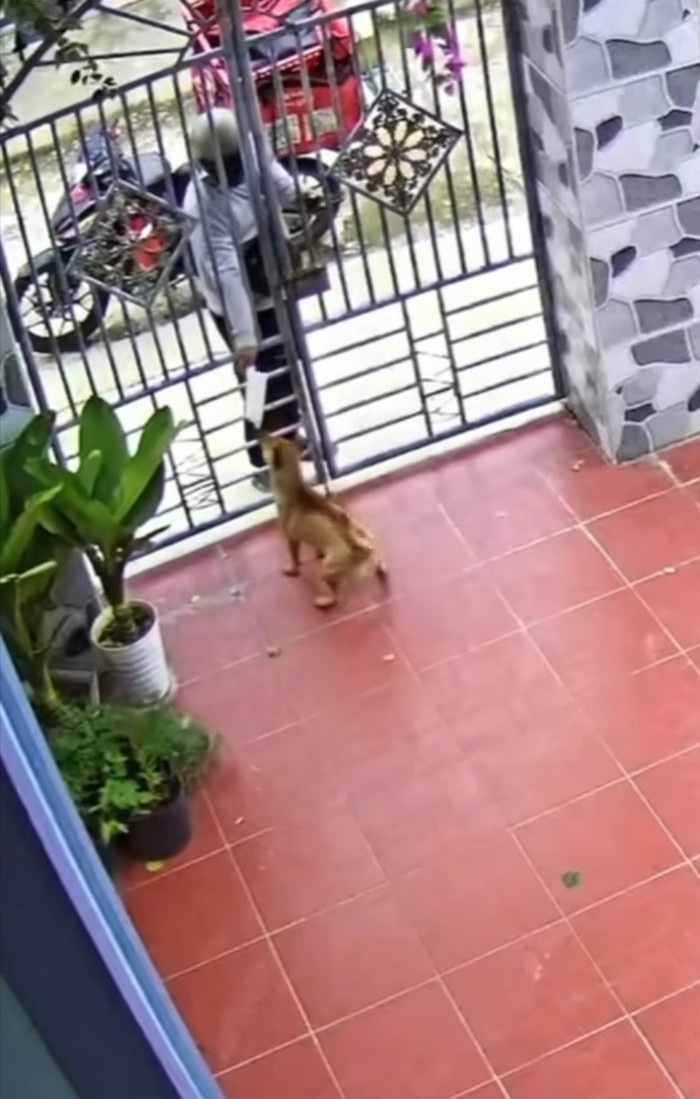 Chú chó thông minh tự nhận hàng thay chủ, shipper phải ký nhận bằng 'chữ ký' đặc biệt Ảnh 2