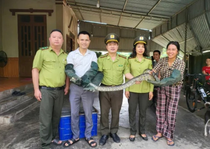 Bắt được trăn đất quý, người dân lập tức bàn giao cho kiểm lâm.